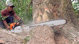 Stihl ms 881 first start & cutting ‼️ Cut down 2 decades old trees.