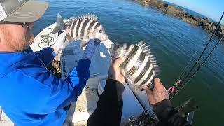 We LIMITED Out.. Sheepshead Fishing at it's Best.. Using The Bottom Sweeper Jig and Sand Fleas