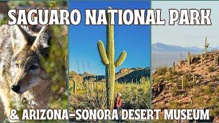 Top Things To Do At Saguaro National Park And The Arizona - Sonora Desert Museum in Tuscon!