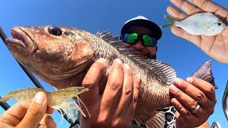 JETTY AND BRIDGE Fishing Packery channel with live SHRIMP and MOJARRA (Catch and Cook)