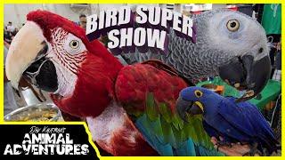 POMONA BIRD SUPER SHOW! 100s of birds and parrots!