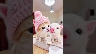 两只小可爱 #养猫人才懂这一刻  #当家里有两只聪明的猫 #谁能拒绝一只玩影子的小猫呢 #小猫：叽里咕噜说啥呢#小猫都开始合租了