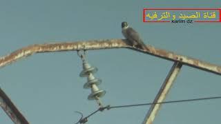 صيد الصقور /محاولة صيد شاهين وأفساد الغربان للطرح/Falcon