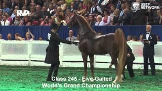 CH Callaway's Annabel Allison Wins the 5-Gaited Grand Championship at #WCHS