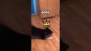 From Bark to Yowl: The Unexpected Twist in the Power Play #funnypets #petshorts