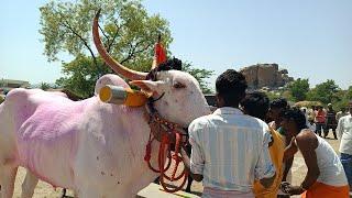 navalkal general bulls race 5va kadi sirwar raichur dist Karnataka