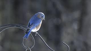 A Few Bluebird Moments