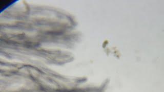 Microscopic Pets