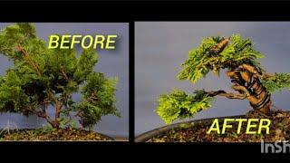 Creating a Hinoki cypress Bonsai from nursery stock.  "Obtusa Nana Gracilis" a unconventional style.