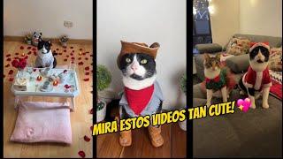 Mira esta recopilación de videos VIRALES 