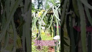 Blooming beauty and bountiful harvest at Allure Agro Dragon Fruit #DragonFruit #FarmLife #AllureAgro