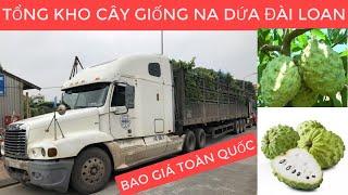 Tổng Kho Cây Giống Na Dứa Đài Loan - Bao Giá Toàn Quốc.