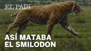 5 datos del tigre dientes de sable | Materia