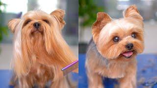 Yorkshire terrier's transformation!!! After the haircut, she turned into a puppy!️️