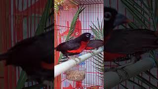 Western bluebill|First time breeding india||Biggest finch variety ||MpS Farm #exoticfinches #finch