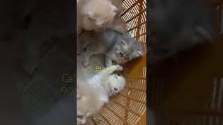 Persian kittens available in jaipur #youtubeshorts #shortsviral #persiancatcorner