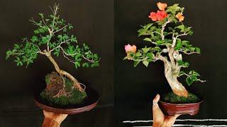 INSPIRASI BONSAI MAME AND SMALL | part 12