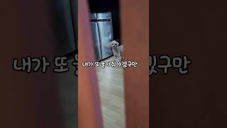 놀아주기 참 힘들구만...ㅋㅋ #누가#누구를#놀아#주는건짘ㅋ#뻔뻔한#푸들#점박이#봄이#이쁘게#봐주세요^^#구독 #좋아요 #눌러주세요