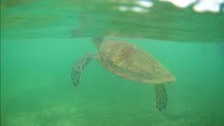 Snorkeling at Fitzroy Island, Cairns