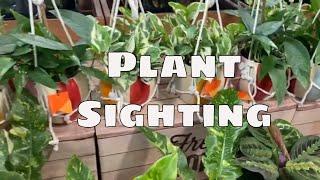 PLANT SIGHTING Hot Off The Press Ring of Fire at Sprouts Market Florida