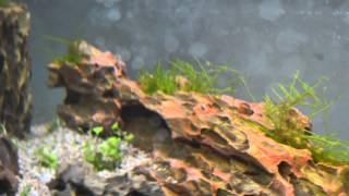 Aquascaping 1bis 3 Tag