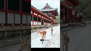 Japan Chalo | Japan Tour Package | Enjoymytrips | Japan package tour | Breaking News | Tokyo | Japan