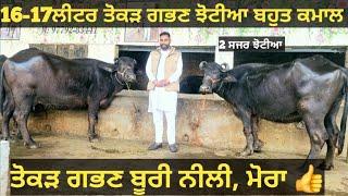 15-15ਲੀਟਰ ਵਾਲੀਆ ਤੋਕੜ ਗਭਣ ਅਤੇ ਸਜਰ ਝੋਟੀਆ। Buffalo for sale/vadiya farm/9-2-25