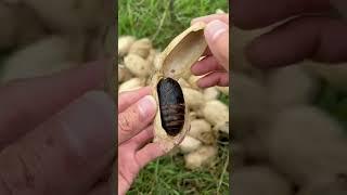 Earth-baked high-protein silkworm chrysalis, have you ever eaten it?