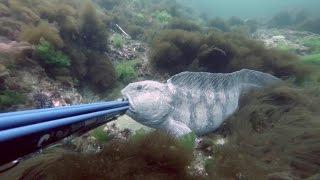 Spearfishing Atlantic Wolffish/Seawulf.