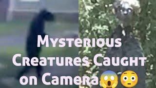 Mysterious Creatures Caught on Camera #fear #mystery #alien