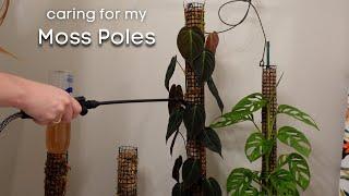 How to grow plants on MOSS POLES | Tips and Tricks to getting BIG leaves!