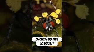 How Orchids are Pollinated