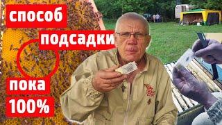 Подсадка матки Пока 100% Наглядно от а до я