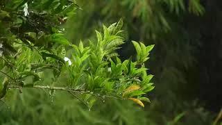 Relaxing Mix of Calm Thunderstorm  in the Jungle*