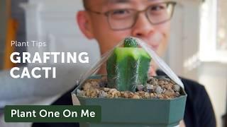 How & Why to GRAFT CACTI — Ep. 398