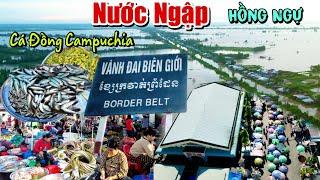 Nước Ngập Tràn Đồng Cá Linh Từ Campuchia Tràn Về Biên Giới Hồng Ngự - Chợ Thường Thới Mùa Nước Nổi