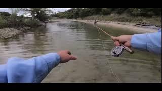 FLYFISHING for the infamous Guadalupe Bass in the Texas Hillcountry #bass #fishing #flyfishing
