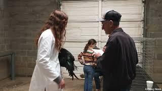 Larry Dye Judging Showmanship At The 2021 MEGA Poultry Show, Norman OK