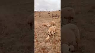 اشتركو بقناتي مربي الاغنام غنم جبل