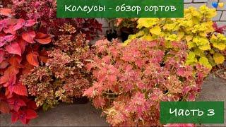 #3 Колеусы в Украине - Обзор лучших сортов, 3 серия / 2024 / Garden Coleus