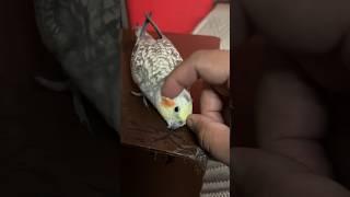 Cockatiel likes to scratched #cockatail #parrot