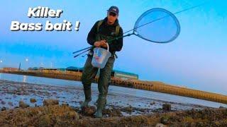 How to catch the ULTIMATE Bass bait just with a net !