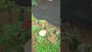 rise your own ducks and got everyday of eggs pick