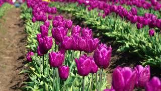 Wooden Shoe Tulip Farm / Oregon / 2024