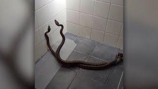 Mom Has Hilarious Reaction When She Finds Two Pythons Fighting In Her Shower