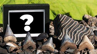 Rare Fossil Discovery