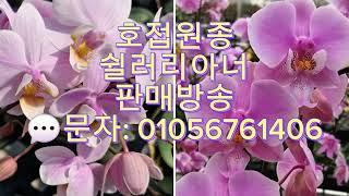 1. 호접란 쉴러리아너 MSH  2. 호접란 쉴러리아너 핑크 버터플라이 판매방송