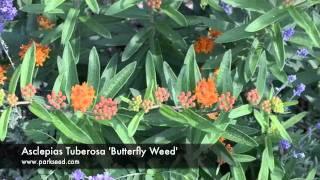 Asclepias Tuberosa 'Butterfly Weed'