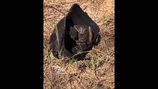 Rattle snake inside cap | observe carefully | Diversity Nepal