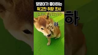 댕댕이가 좋아하는 확고한 취향 #강아지 #재미있는개 #시바견